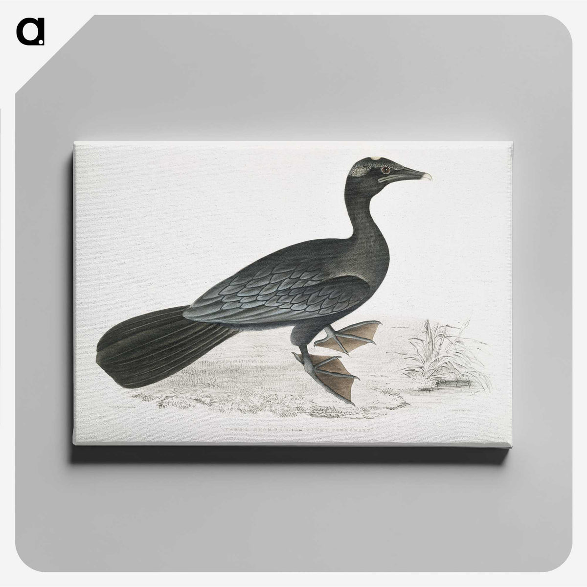 2-43_Indian-Zoology_canvas