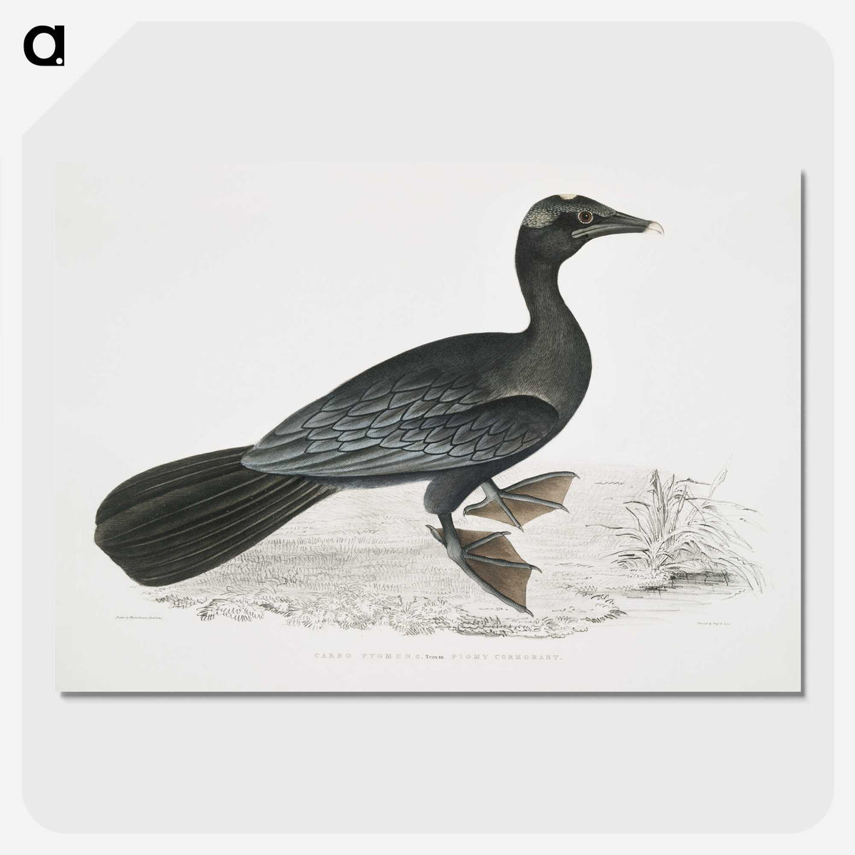 2-43_Indian-Zoology_picture-crop