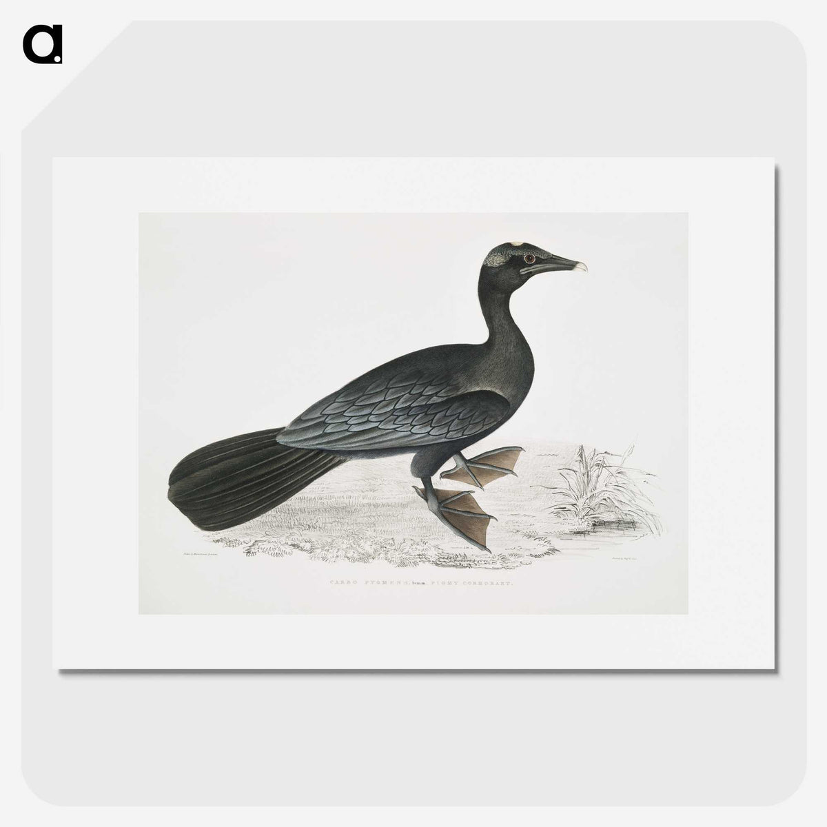 2-43_Indian-Zoology_picture