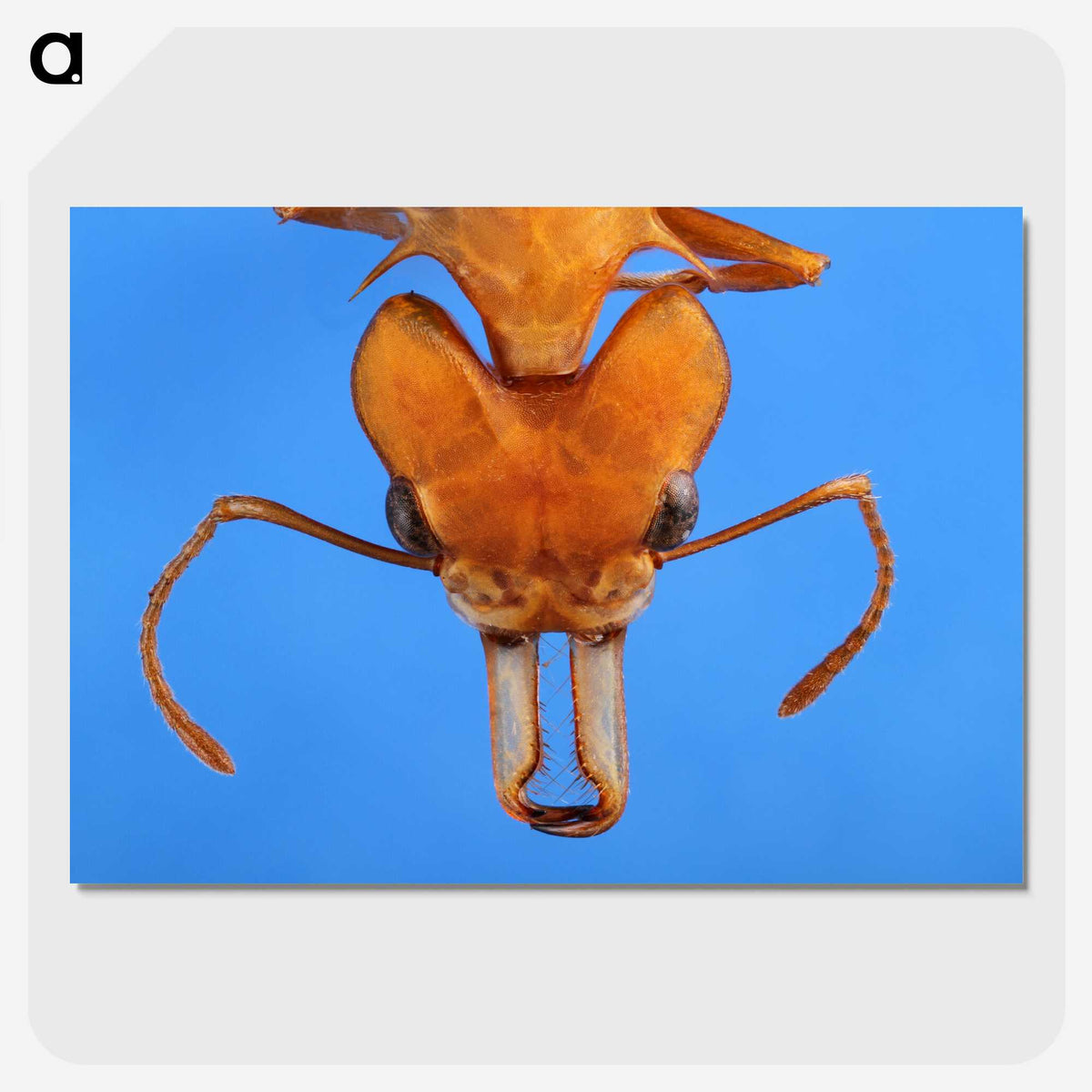 2-43_Insects-Unlocked-Project_picture-crop