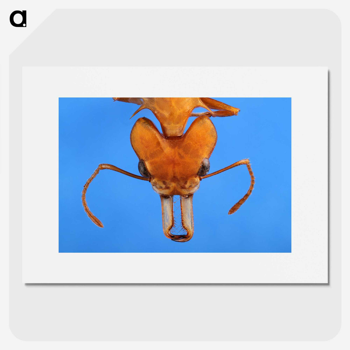 2-43_Insects-Unlocked-Project_picture