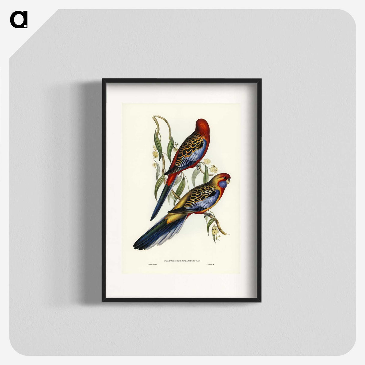 2-43_John-Gould_blk