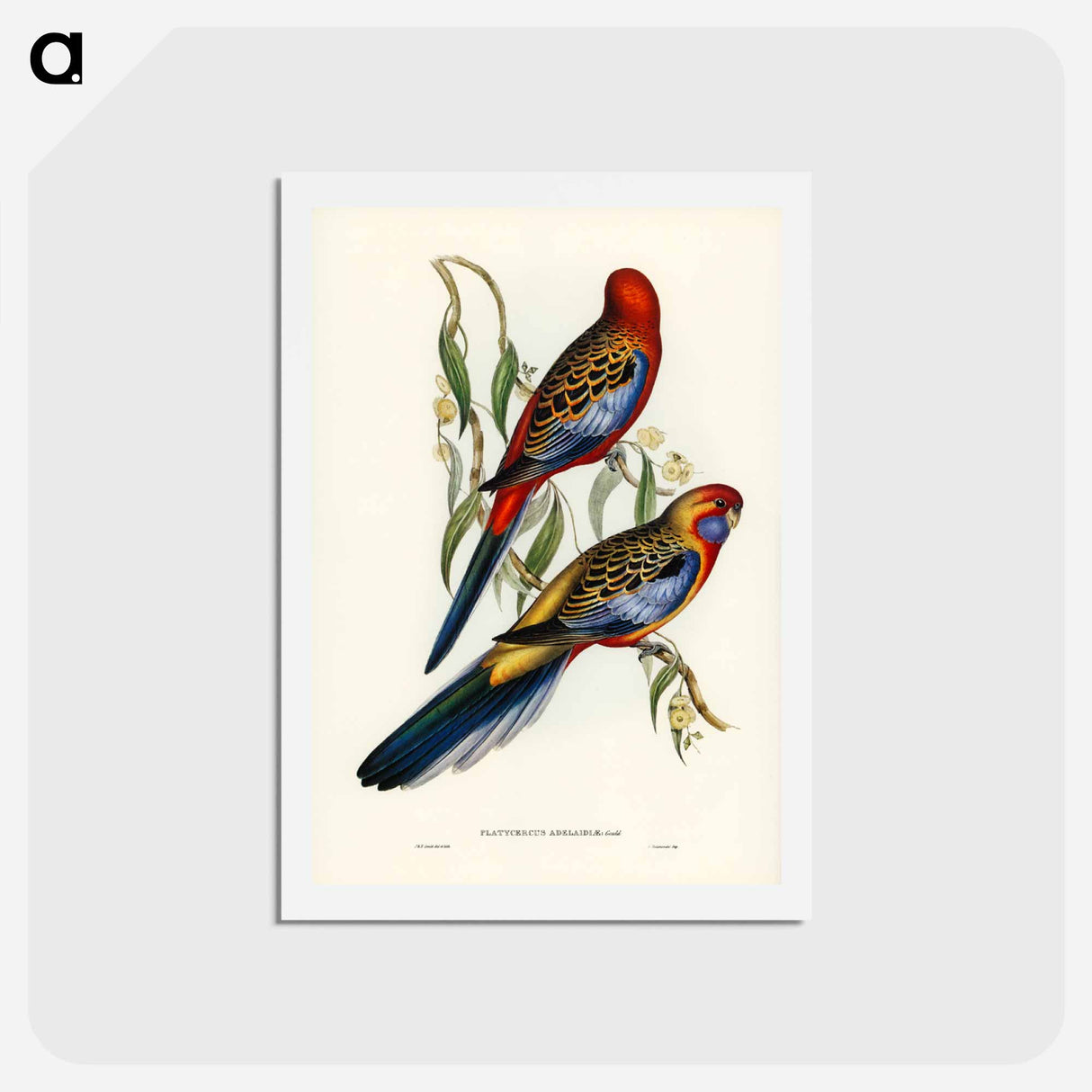 アートポストカード-Adelaide Parakeet
- ジョン グールド Postcard.