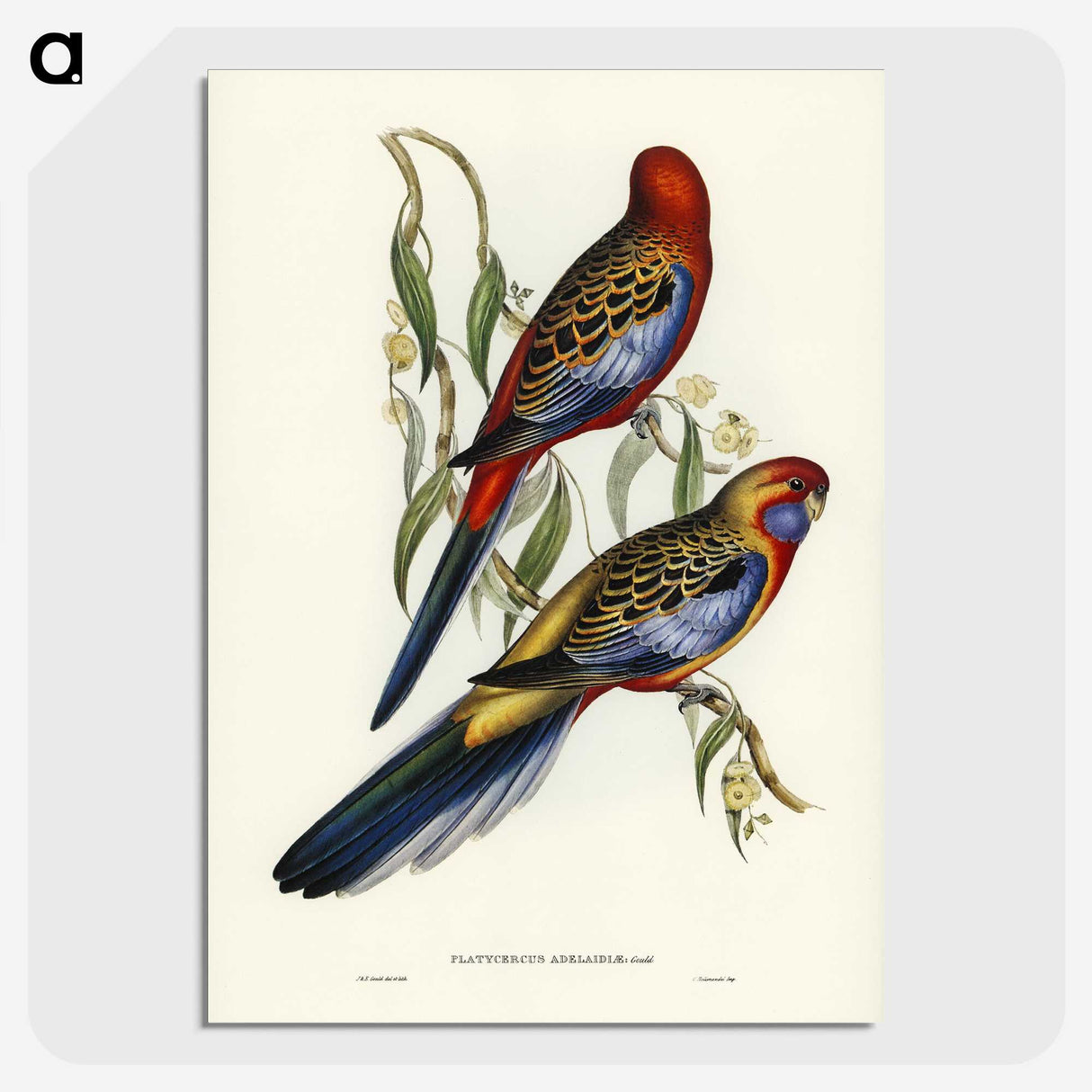 2-43_John-Gould_picture-crop