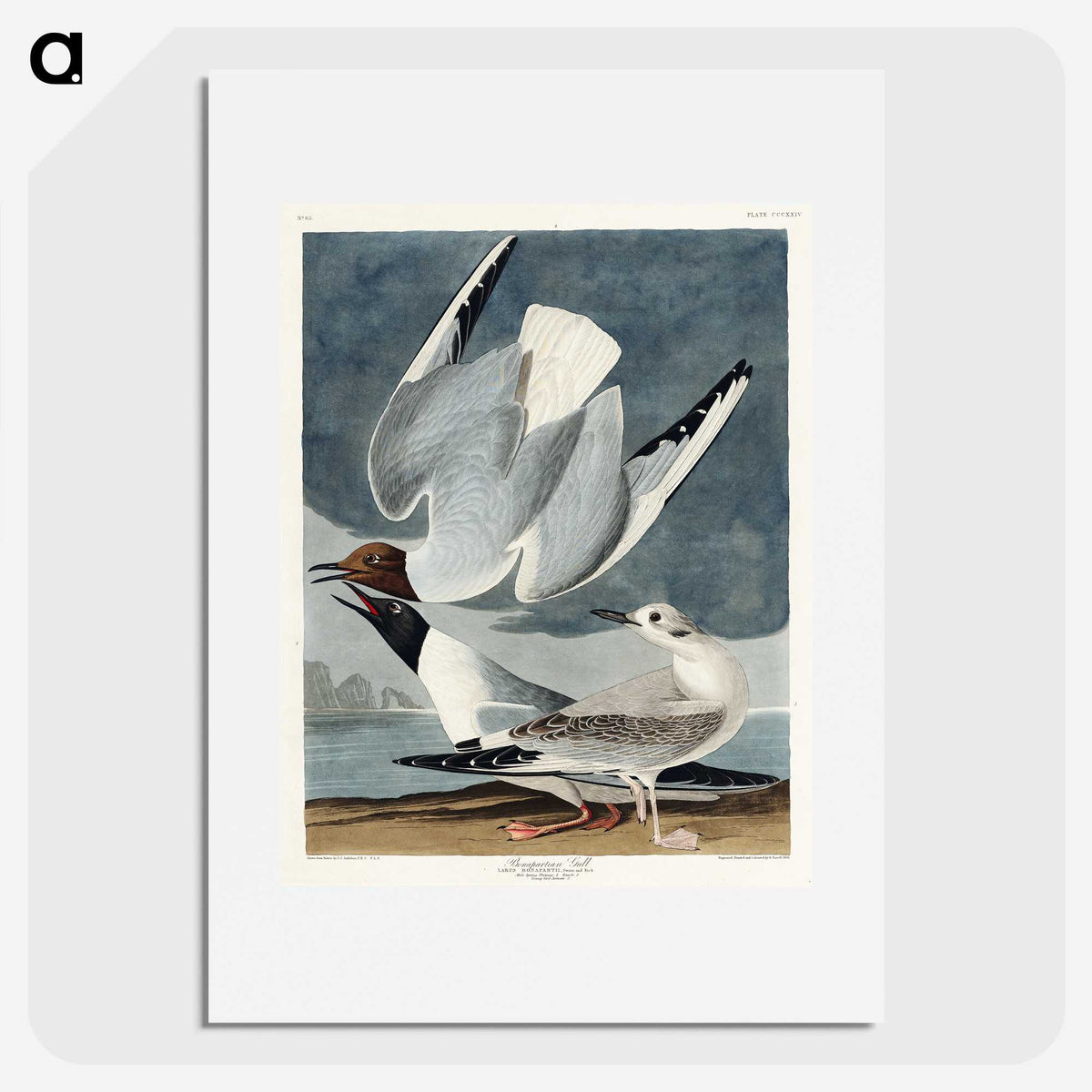 2-43_John-James-Audubon_picture