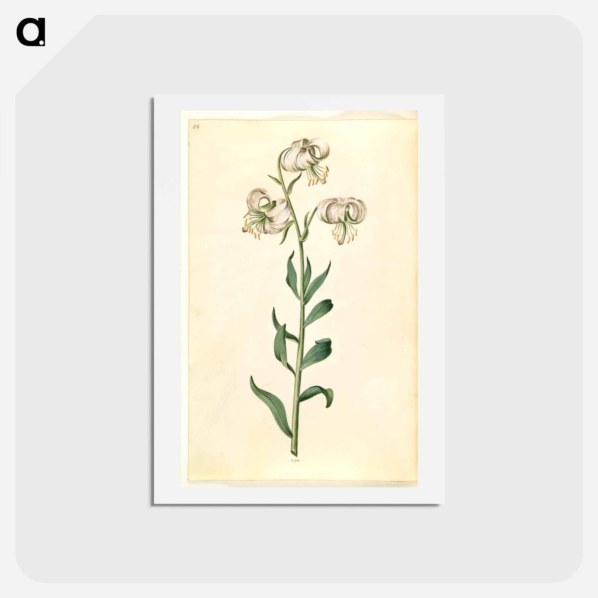 アートポストカード-Lilium Martagon
- マリア ジビーラ メーリアン Postcard.