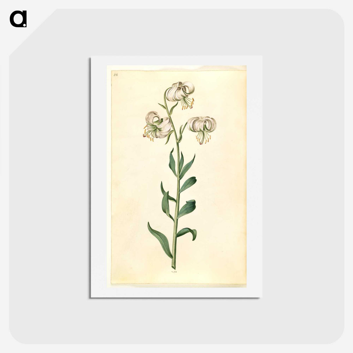 2-43_Maria-Sibylla-Merian_hagaki