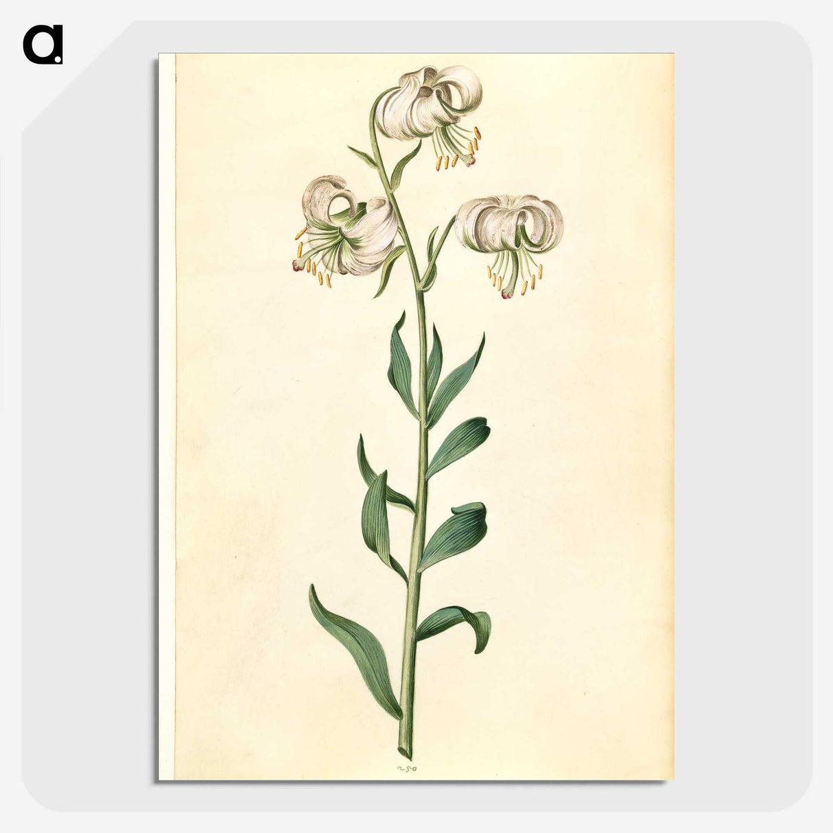 2-43_Maria-Sibylla-Merian_picture-crop