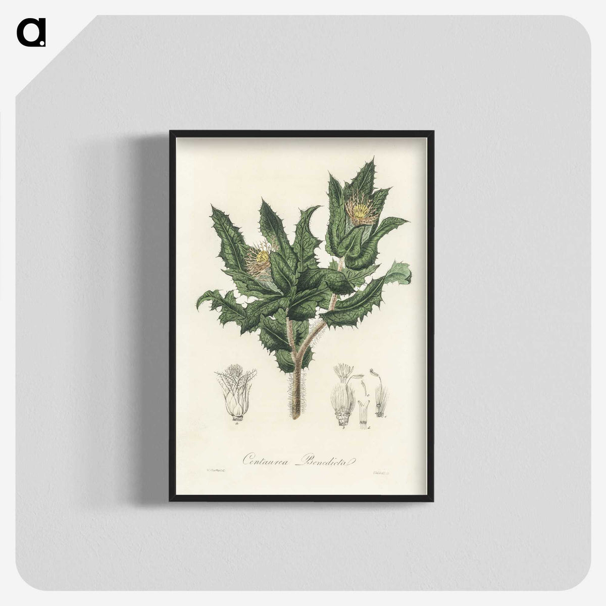 2-43_Medical-Botany_blk-crop