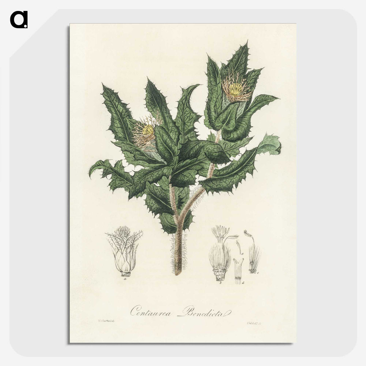 2-43_Medical-Botany_picture-crop