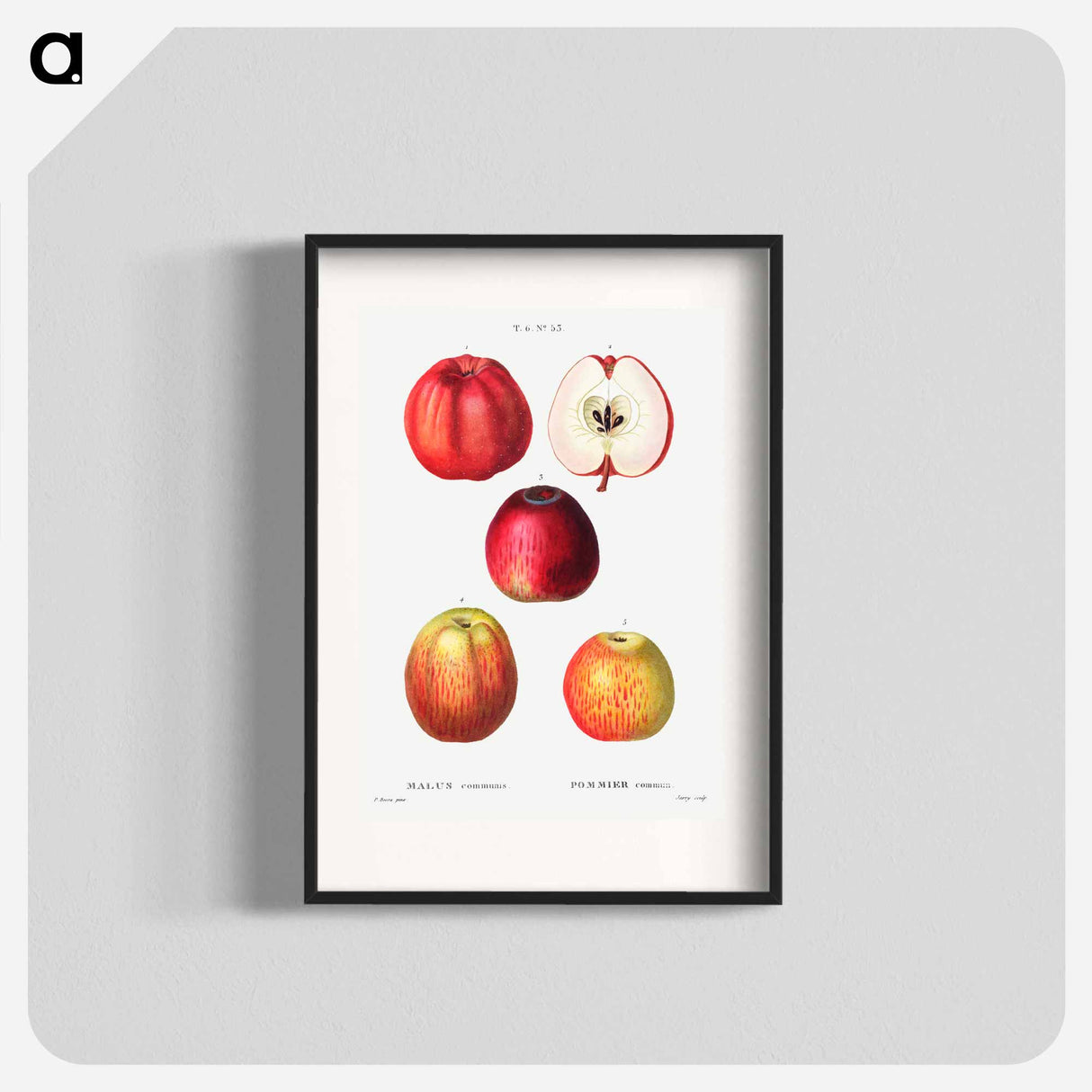アートポスター-Apple - ピエール ジョゼフ ルドゥーテ Poster.