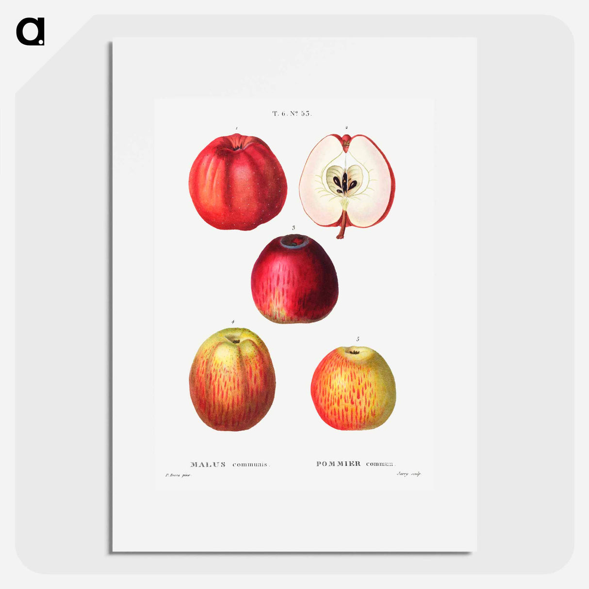 アートポスター-Apple - ピエール ジョゼフ ルドゥーテ Poster.