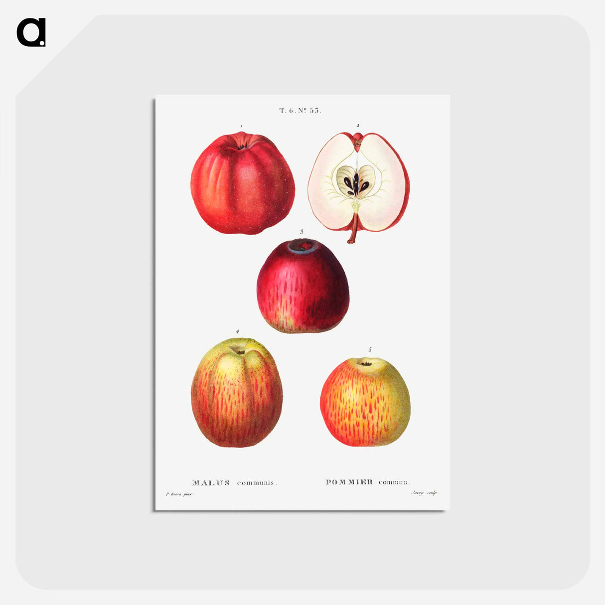 アートポストカード-Apple - ピエール ジョゼフ ルドゥーテ Postcard.