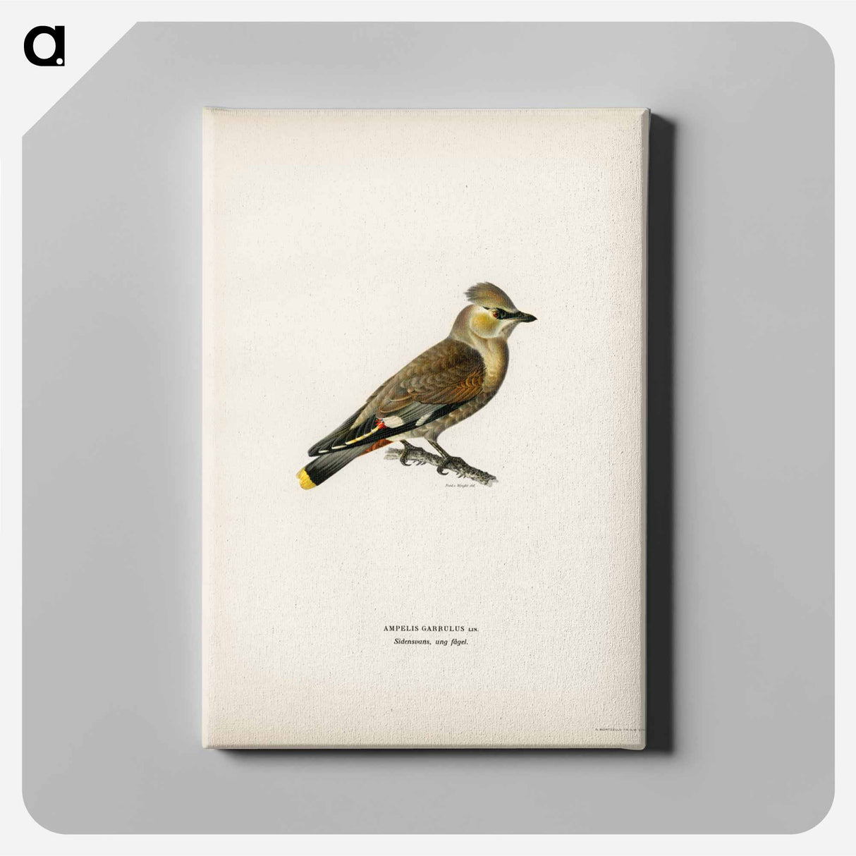 アートパネル-AMPELIS GARRULUS
- スヴェンスカ フォグラル Canvas.