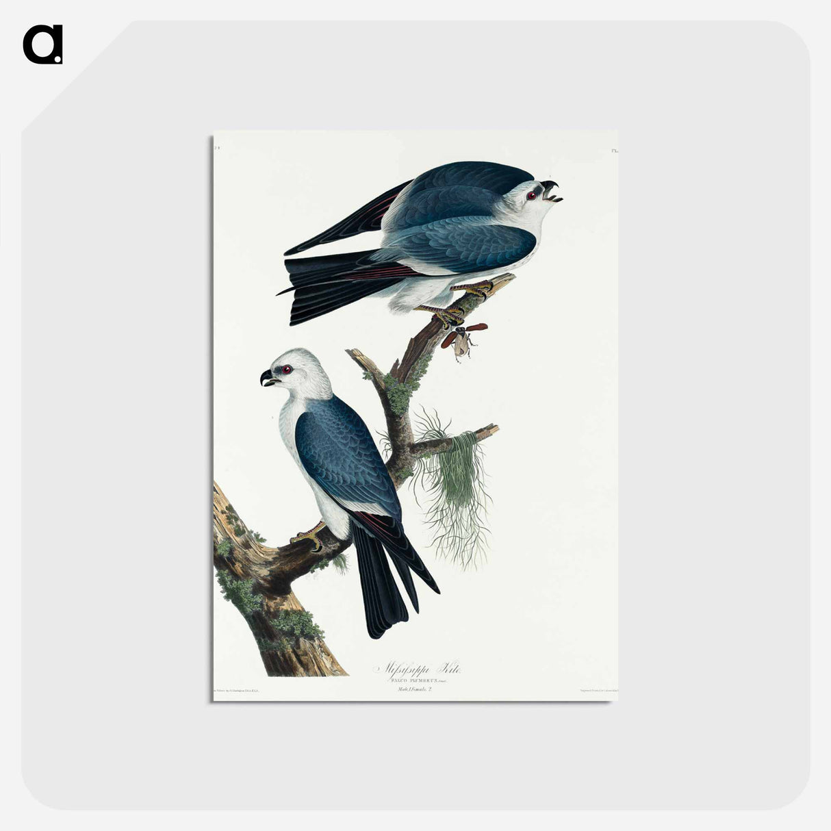 アートポストカード-Mississippi Kite
- アメリカの鳥たち Postcard.