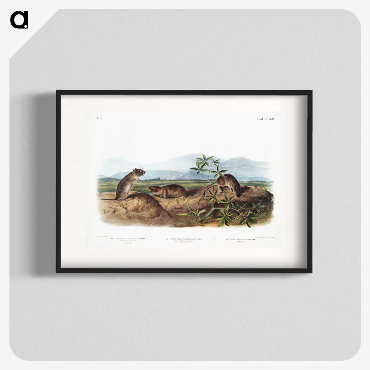 2-43_The-Viviparous-Quadrupeds_blk