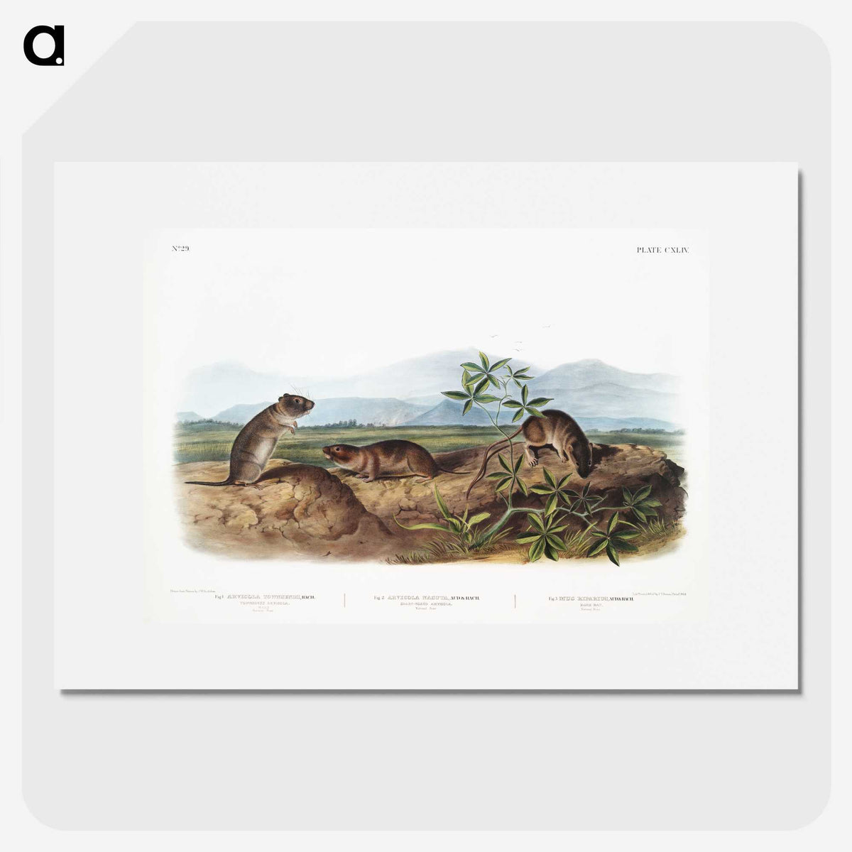 2-43_The-Viviparous-Quadrupeds_picture