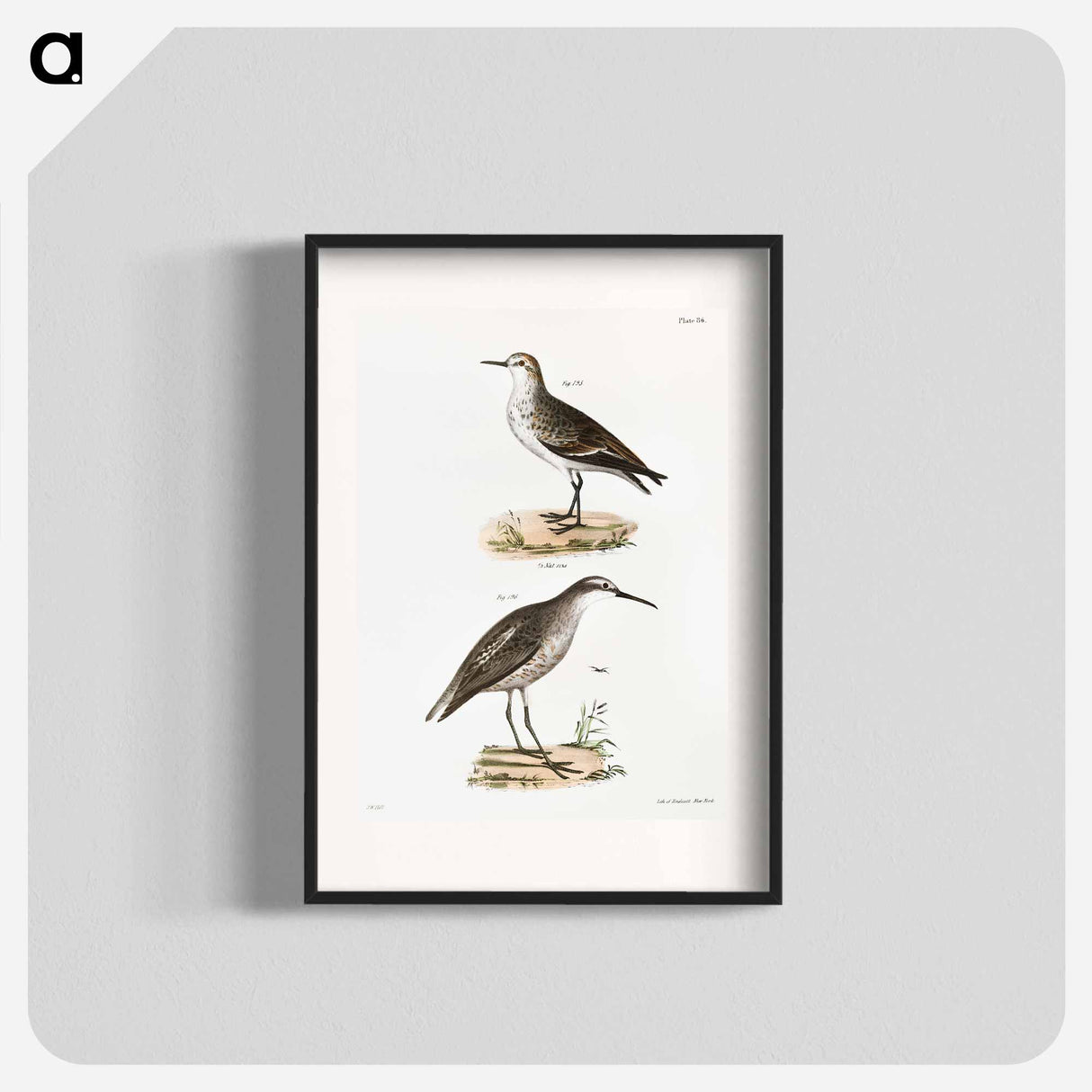 Semipalmated Sandpiper - ニューヨークの動物学 Poster.