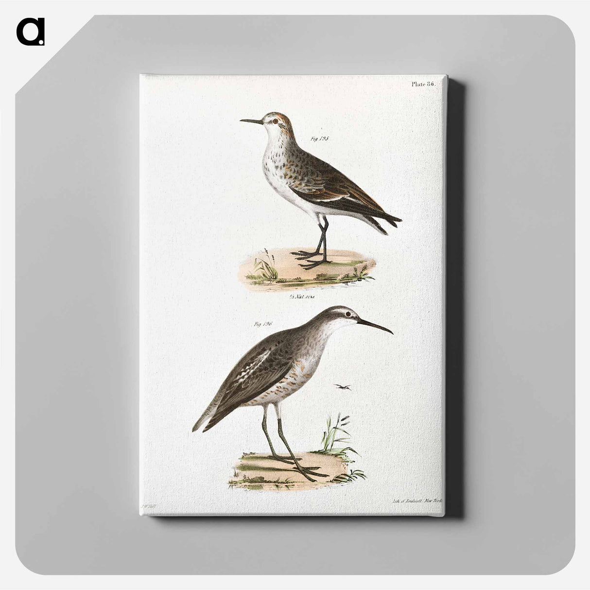 Semipalmated Sandpiper - ニューヨークの動物学 Canvas.