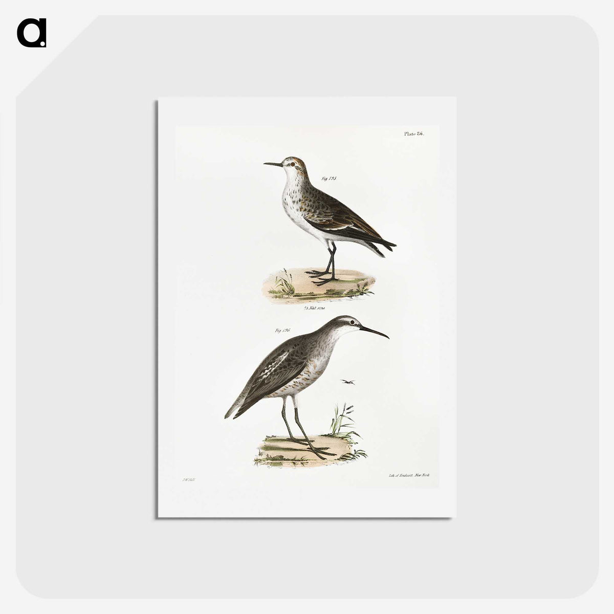 2-43_Zoology-of-New-York_hagaki