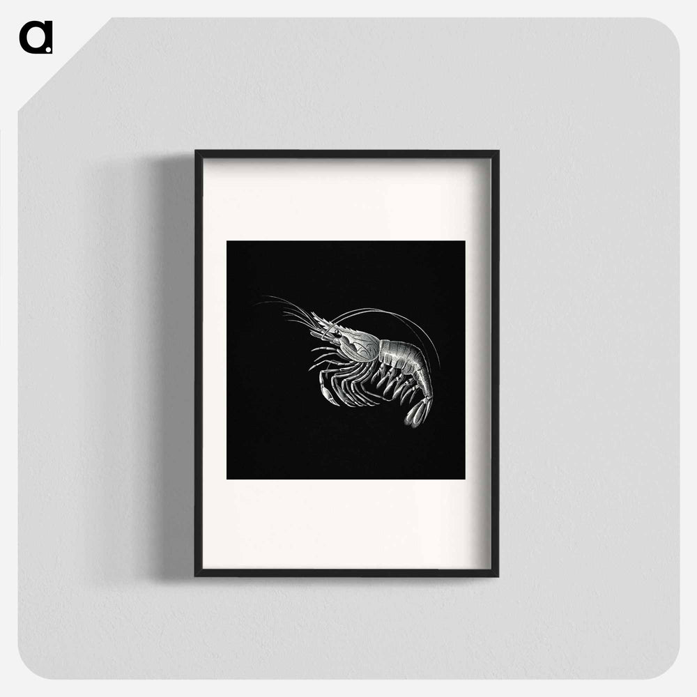 Vintage prawn marine life illustration - エルンスト ヘッケル Poster.