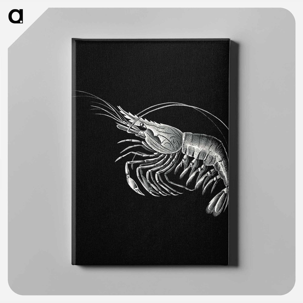 Vintage prawn marine life illustration - エルンスト ヘッケル Canvas.