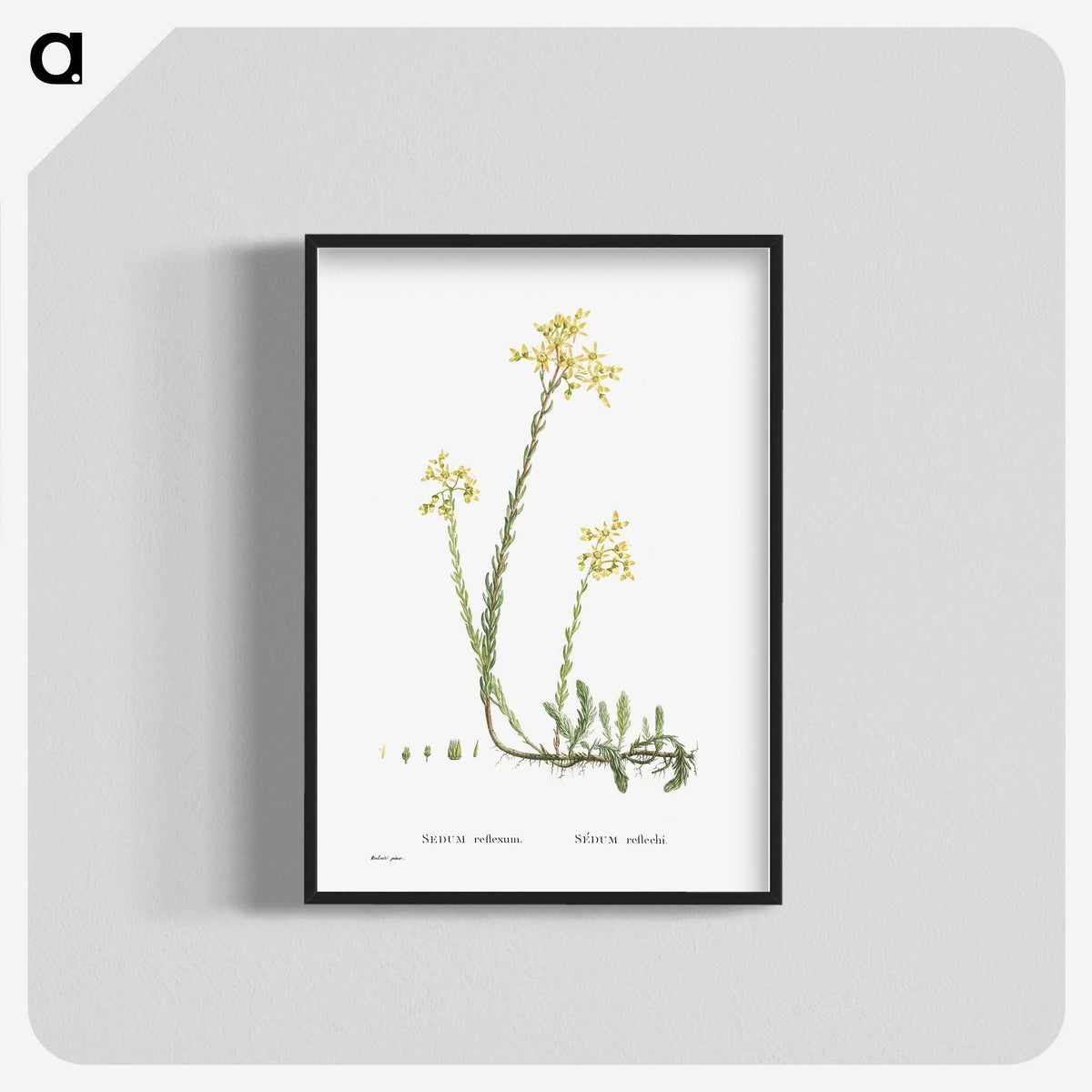 2-44_Histoire-des-Plantes-Grasses_blk-crop