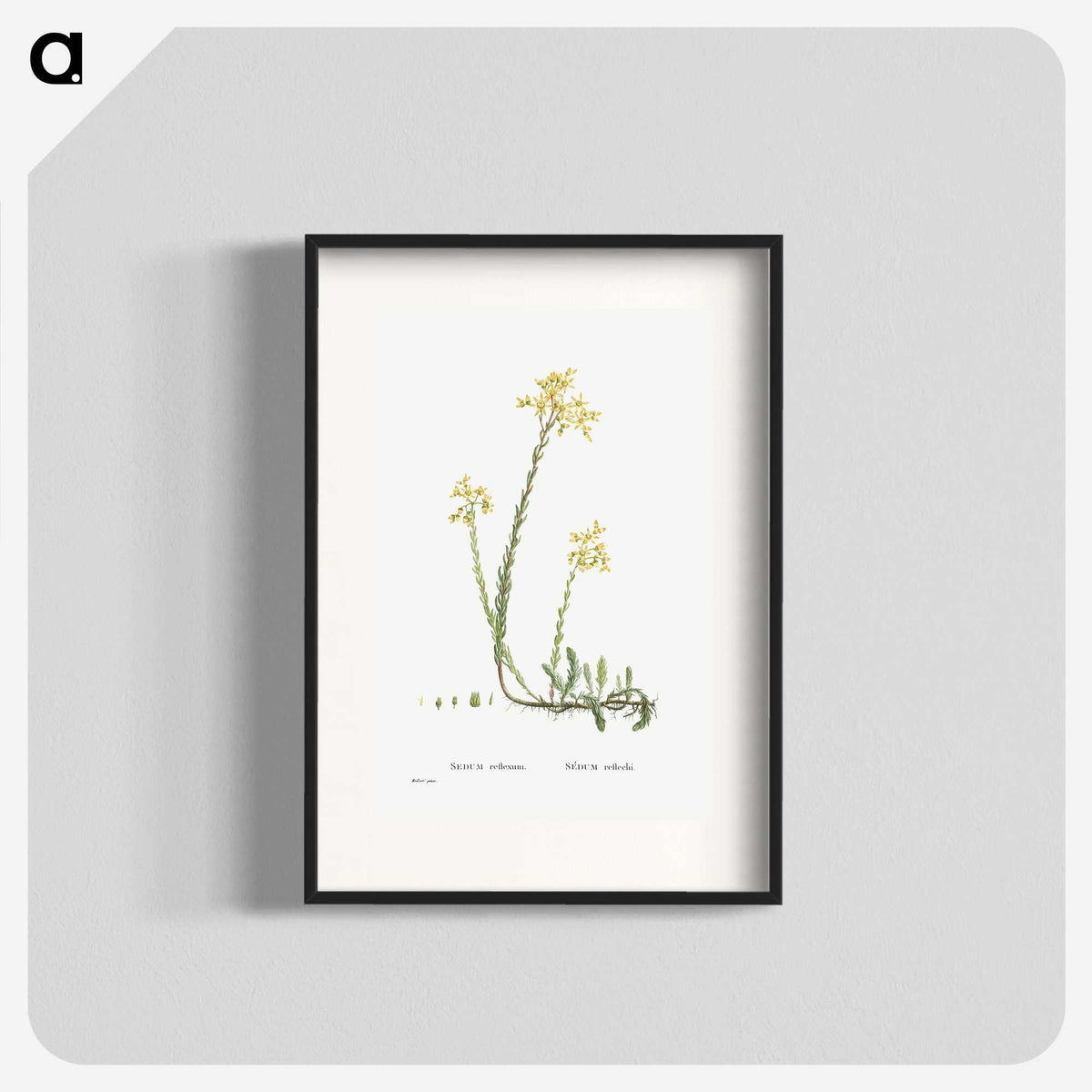 2-44_Histoire-des-Plantes-Grasses_blk