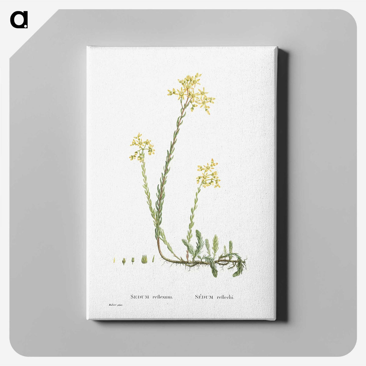 2-44_Histoire-des-Plantes-Grasses_canvas
