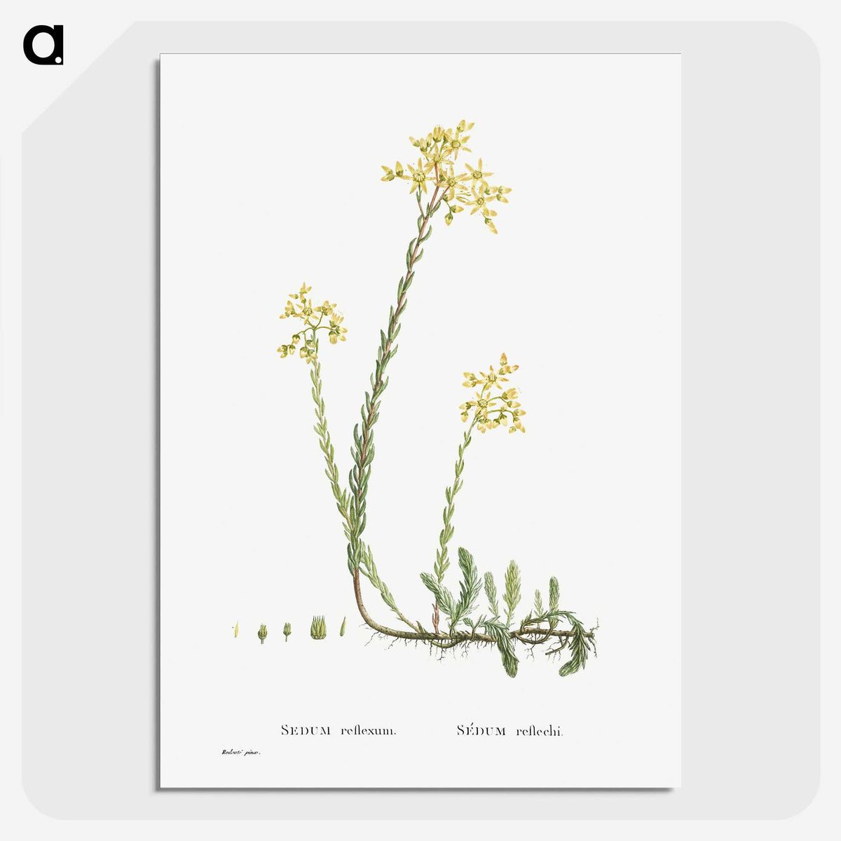 2-44_Histoire-des-Plantes-Grasses_picture-crop