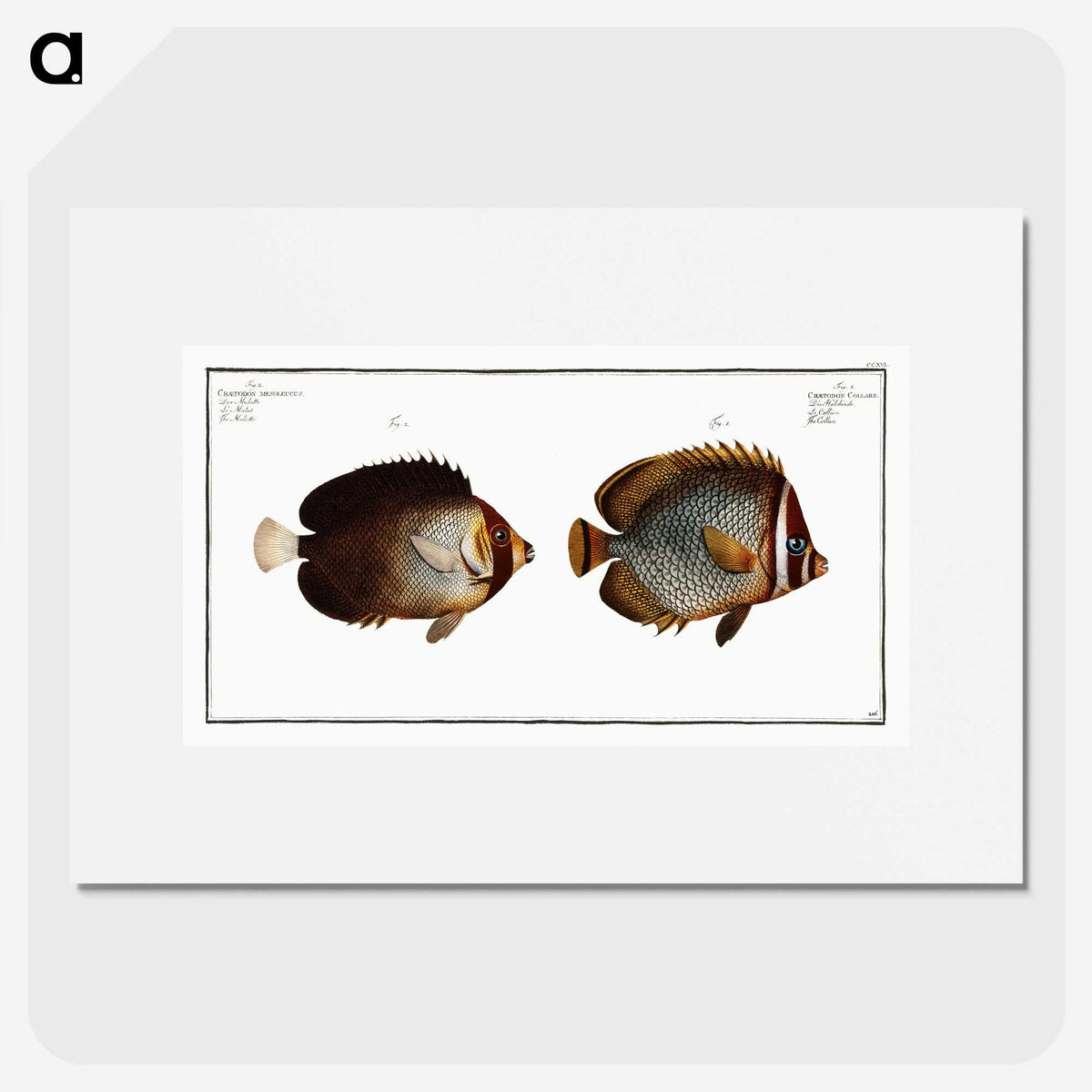 2-44_Ichtyologie-ou-Histoire-naturelle_picture