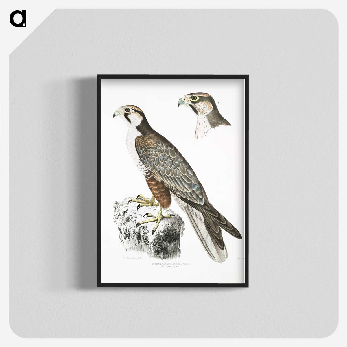 2-44_Indian-Zoology_blk-crop