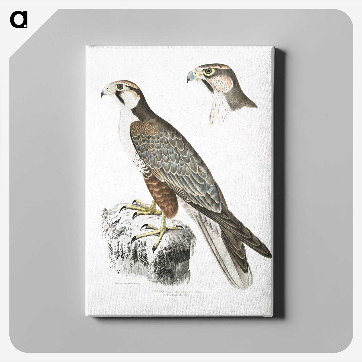 2-44_Indian-Zoology_canvas
