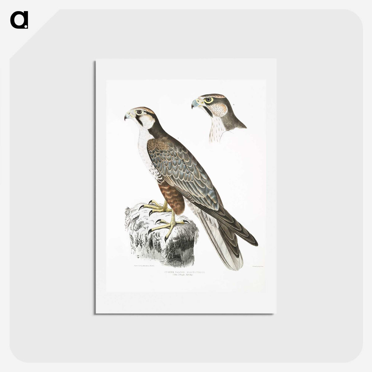2-44_Indian-Zoology_hagaki