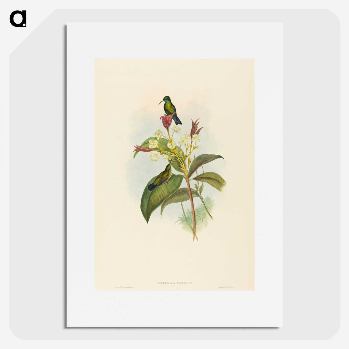 2-44_John-Gould_picture