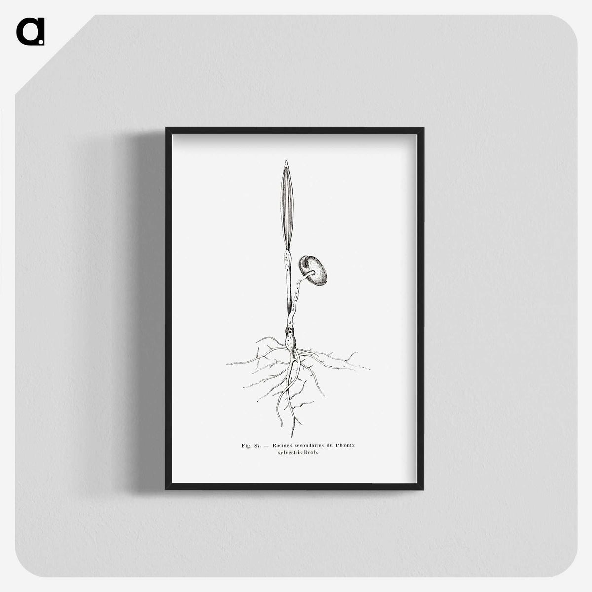 2-44_Les-Palmiers-Histoire-Iconographique_blk-crop
