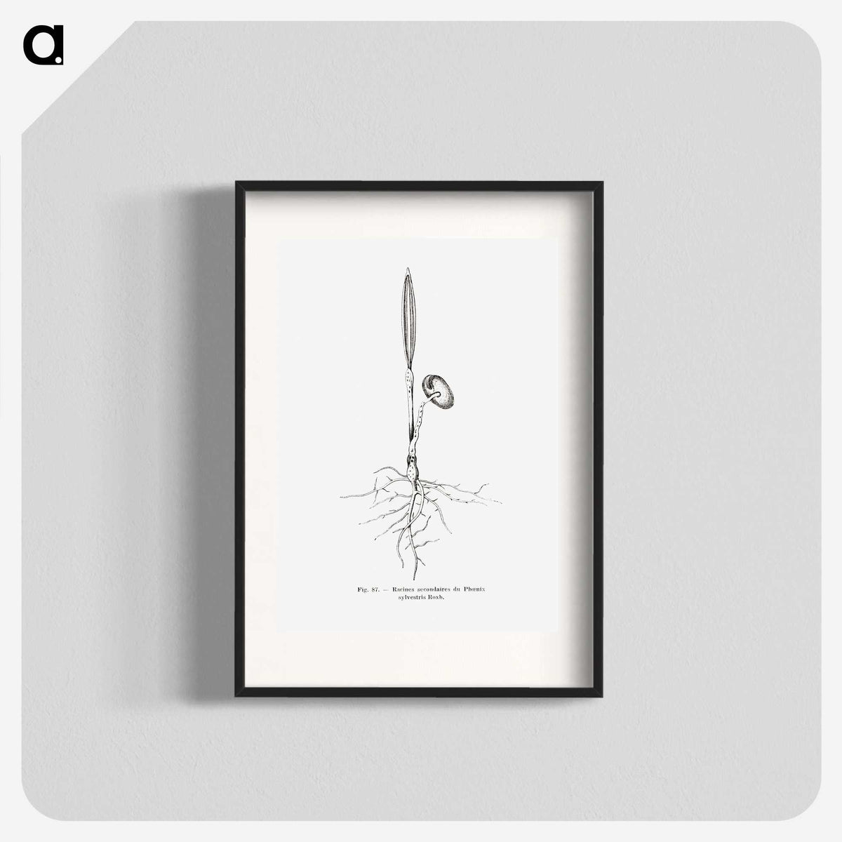 2-44_Les-Palmiers-Histoire-Iconographique_blk