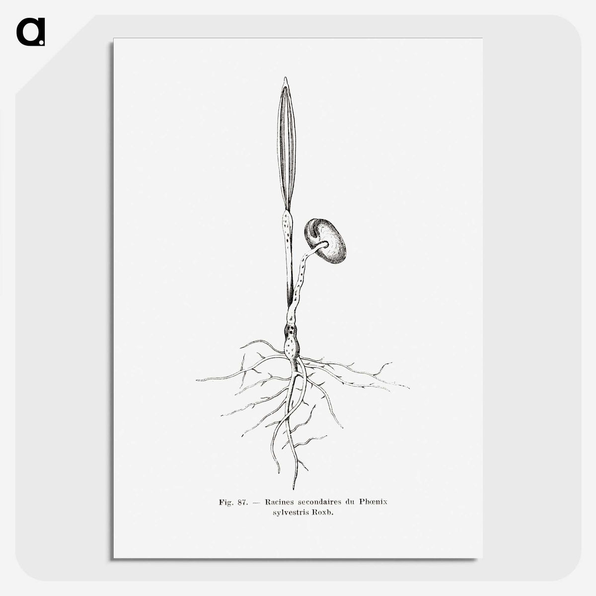 2-44_Les-Palmiers-Histoire-Iconographique_picture-crop