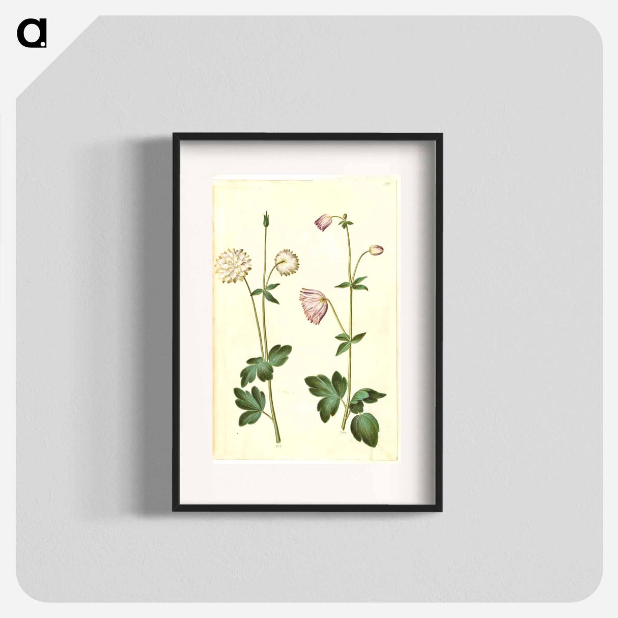 アートポスター-Aquilegia vulgaris
- マリア ジビーラ メーリアン Poster.