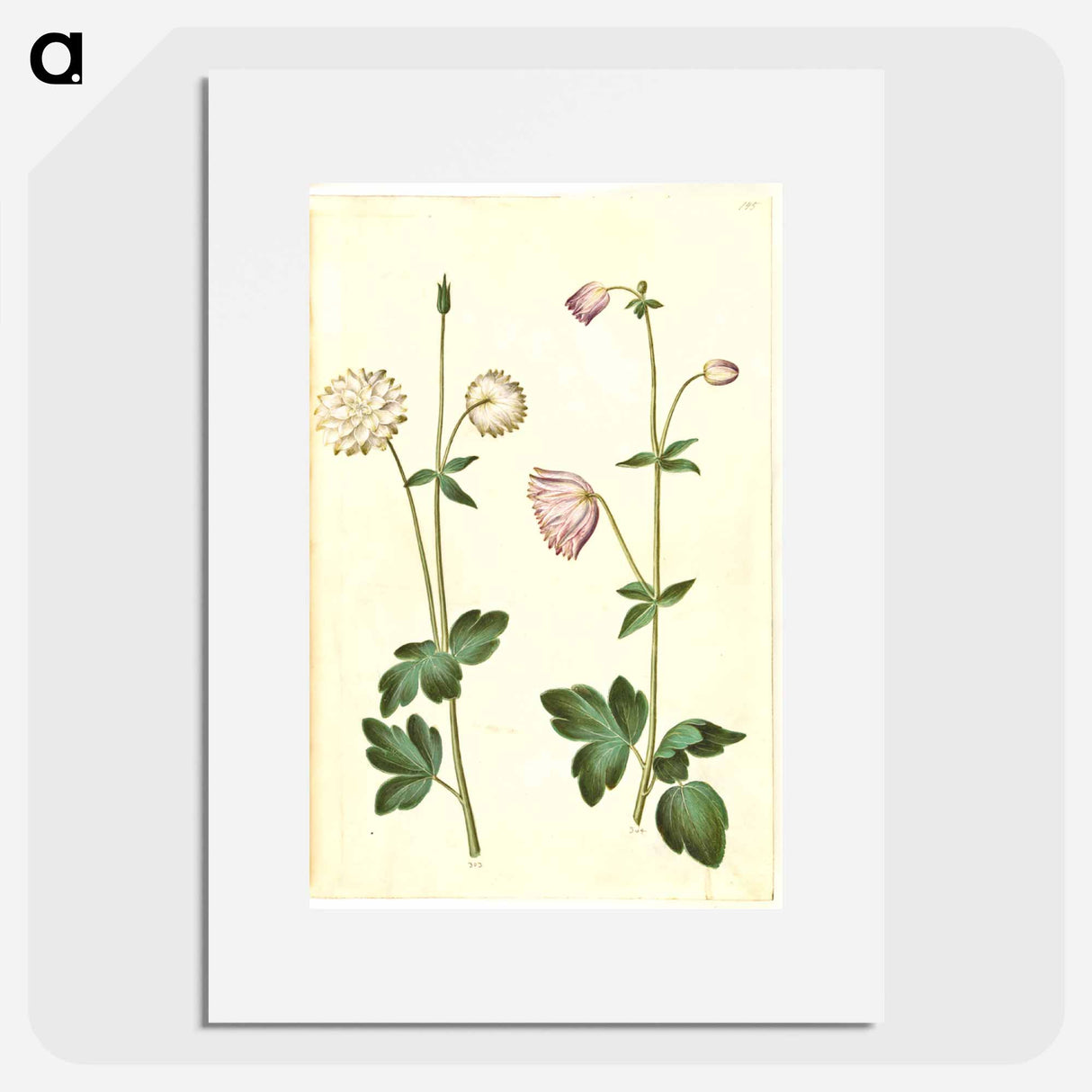 アートポスター-Aquilegia vulgaris
- マリア ジビーラ メーリアン Poster.