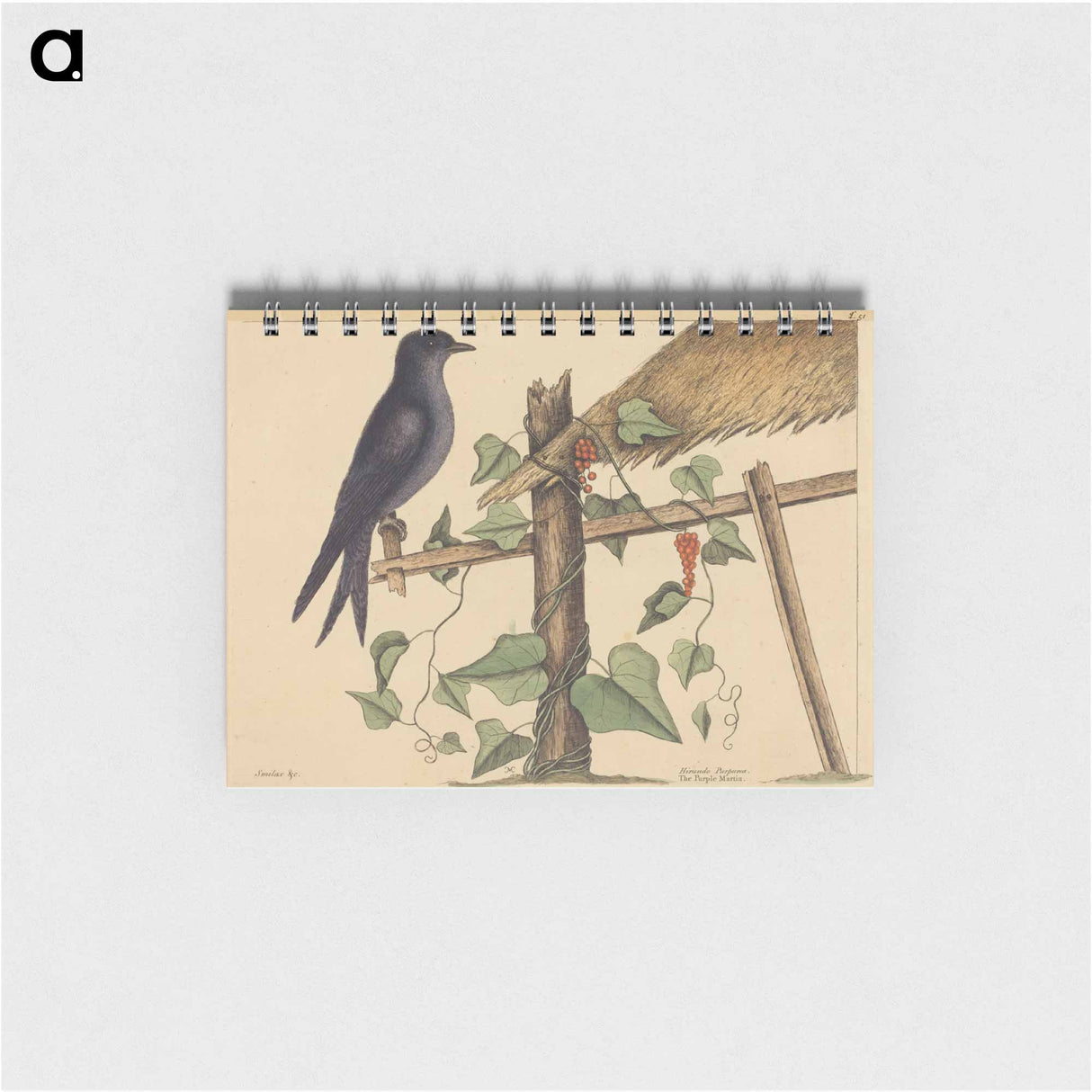 アートメモ帳-The Purple Martin
- マーク ケイツビー Memo.
