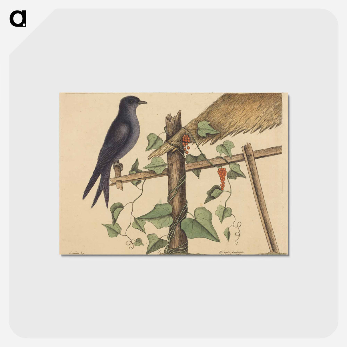 アートポストカード-The Purple Martin
- マーク ケイツビー Postcard.