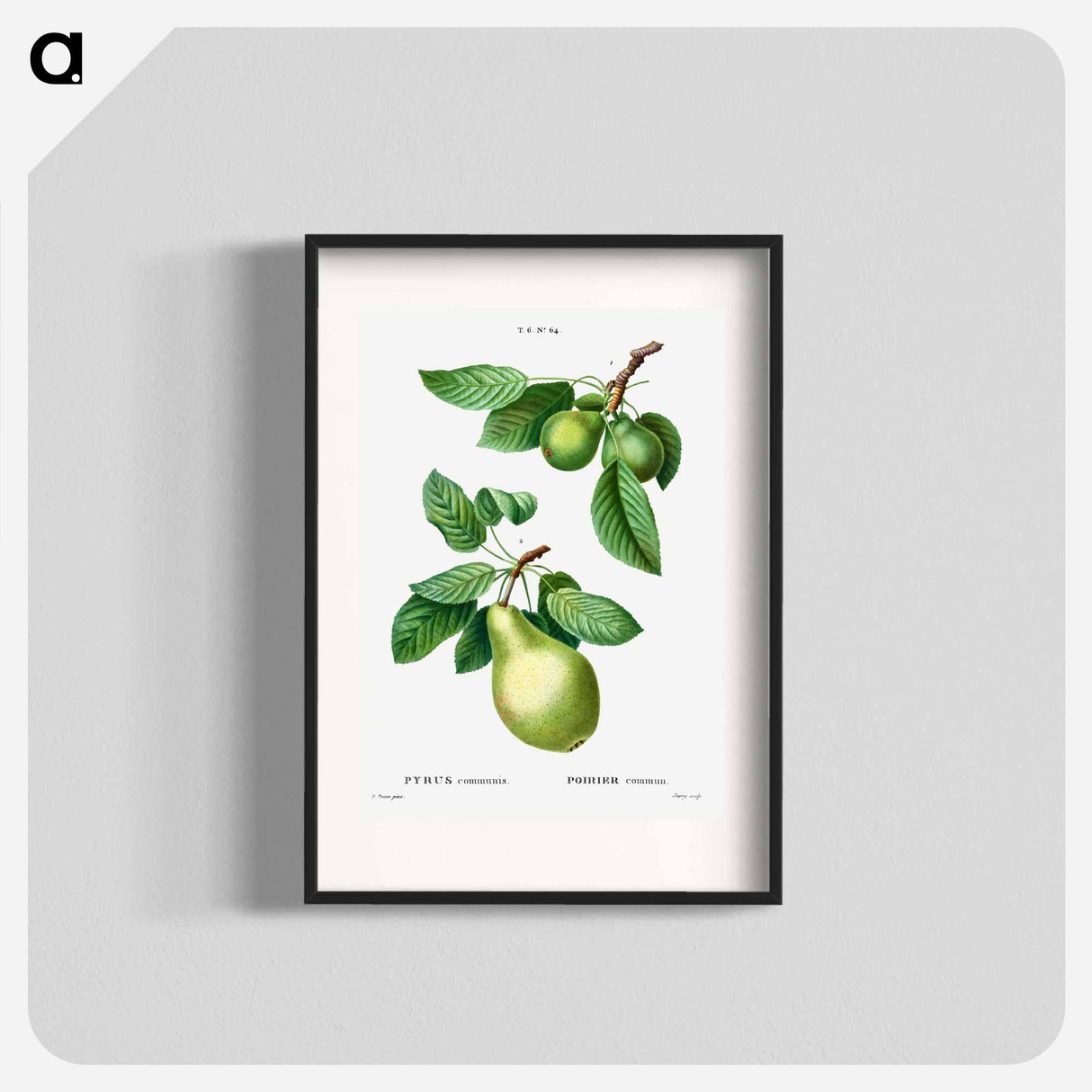 Pear, Pyrus communis - Pierre Joseph Redouté Poster.