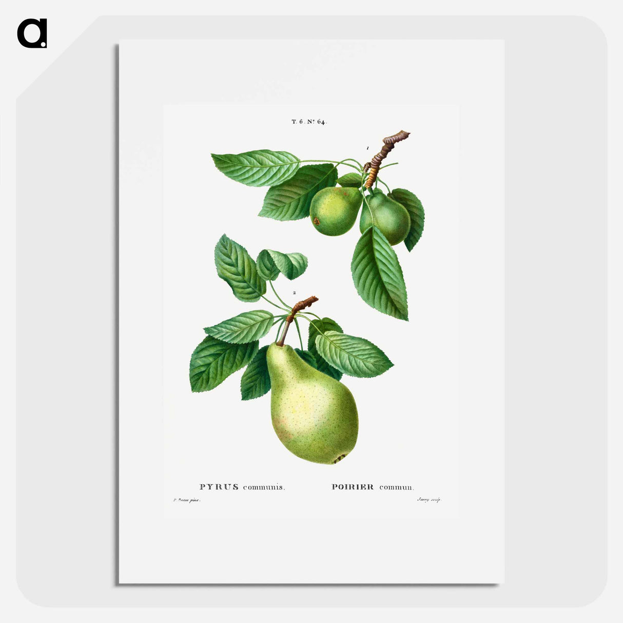 Pear, Pyrus communis - Pierre Joseph Redouté Poster.