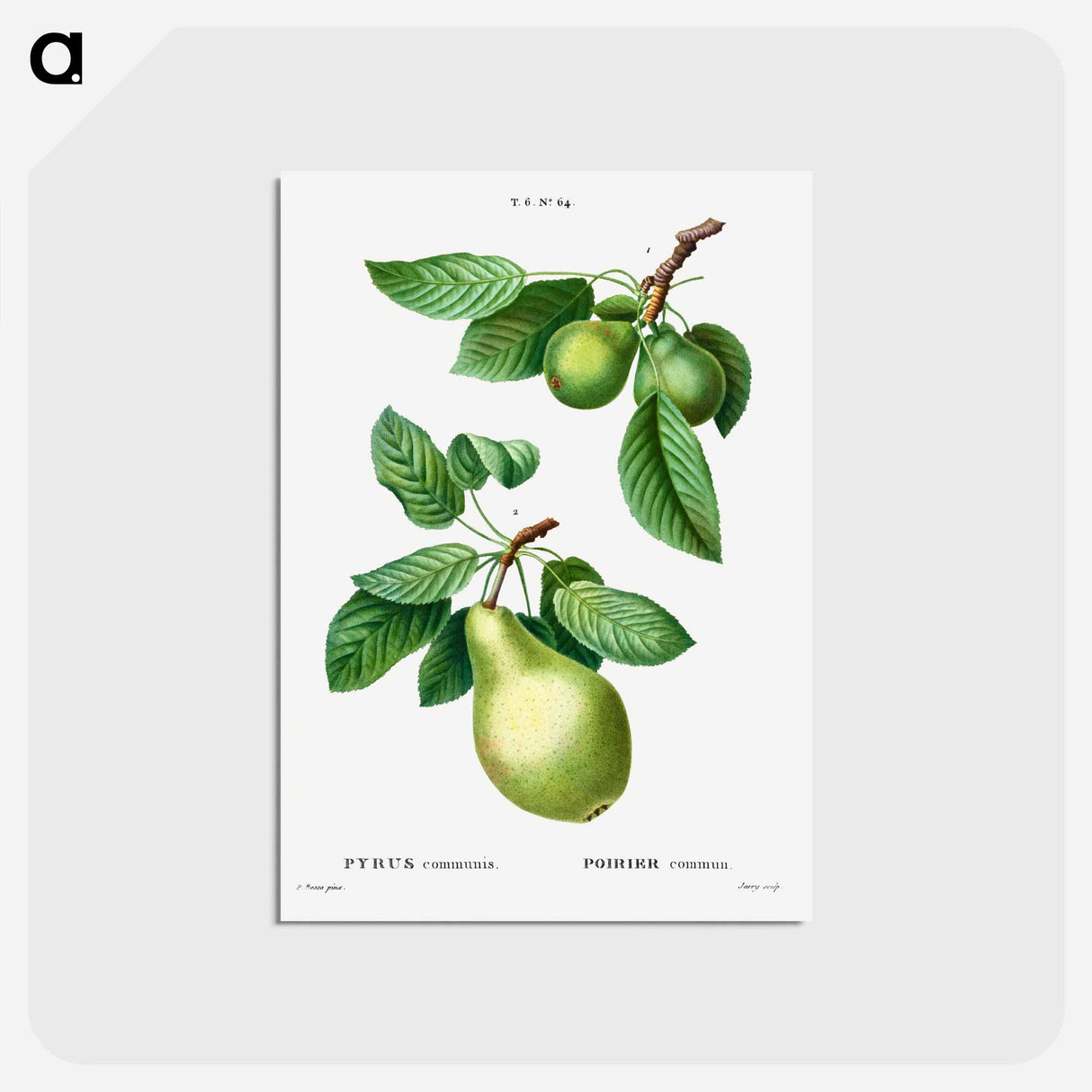 アートポストカード-Pear, Pyrus communis - ピエール ジョゼフ ルドゥーテ Postcard.