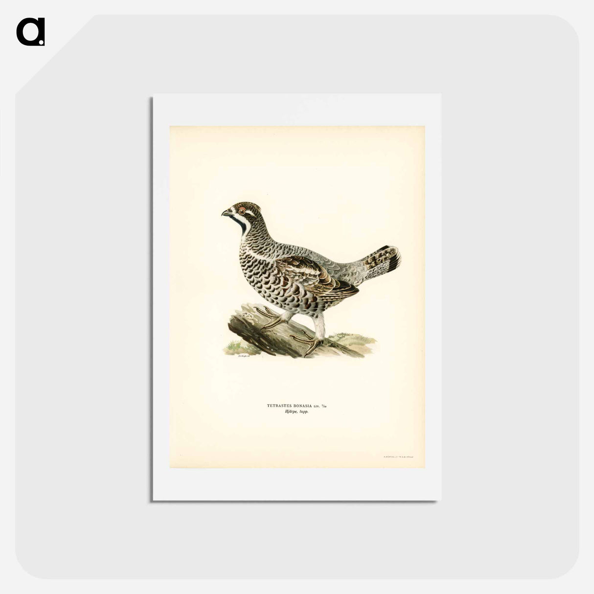 アートポストカード-Hazel Grouse
- スヴェンスカ フォグラル Postcard.