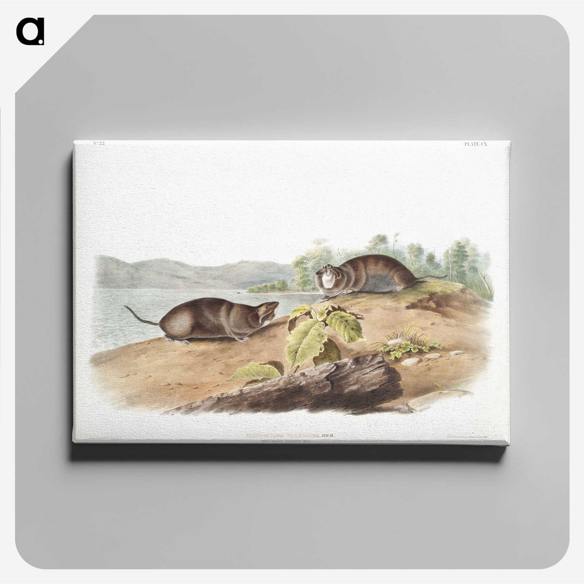 2-44_The-Viviparous-Quadrupeds_canvas