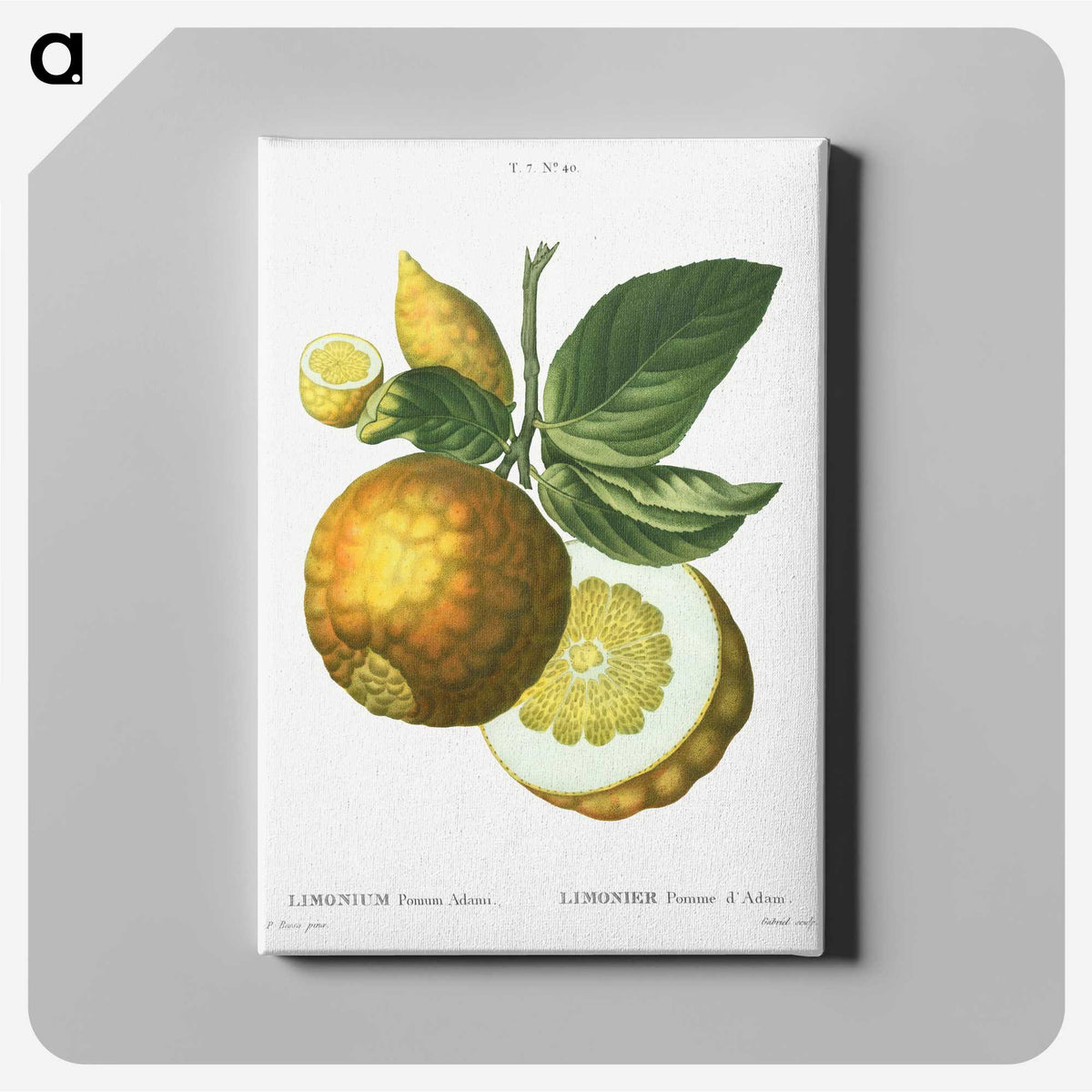 2-44_Treatise-on-Trees-and-Shrubs_canvas
