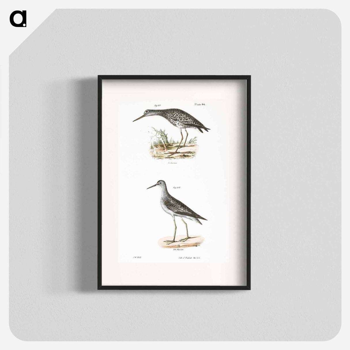 Varied Tatler (Titatus malenoleucus) 212. Yellowlegs (Totanus flavipes) illustration from Zoology of New York by - ニューヨークの動物学 Poster.