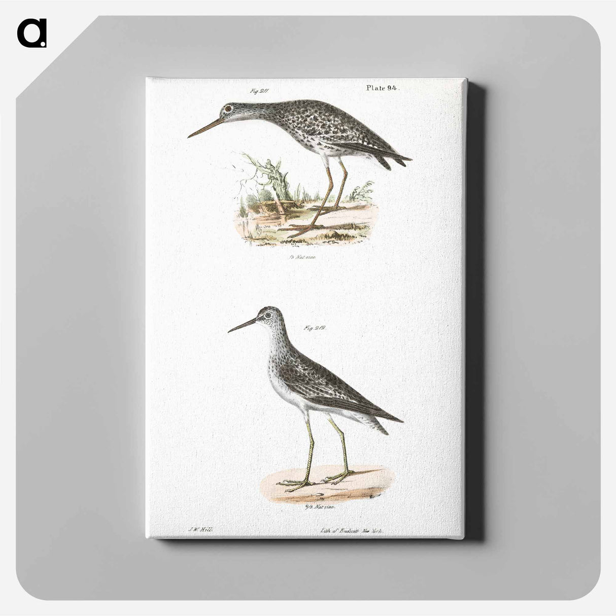 Varied Tatler (Titatus malenoleucus) 212. Yellowlegs (Totanus flavipes) illustration from Zoology of New York by - ニューヨークの動物学 Canvas.
